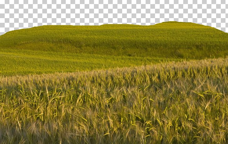Bliss Wheat PNG, Clipart, Agriculture, Android, Barley, Big Ben, Big Sale Free PNG Download