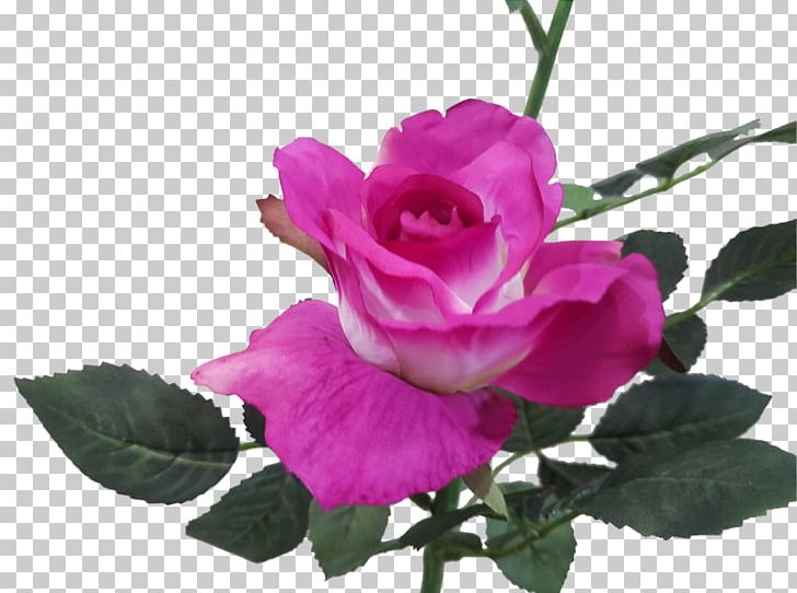 Garden Roses Cabbage Rose Magenta Pink Floribunda PNG, Clipart, Artificial Flower, China Rose, Cut Flowers, Floribunda, Flower Free PNG Download
