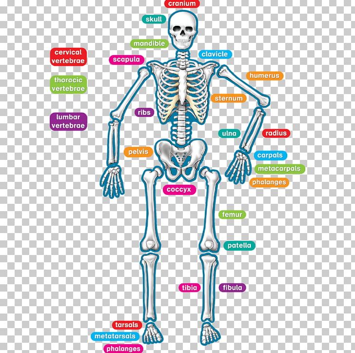 Human Skeleton Human Body Bone Joint PNG, Clipart, Anatomy, Area, Axial Skeleton, Bone, Craft Magnets Free PNG Download