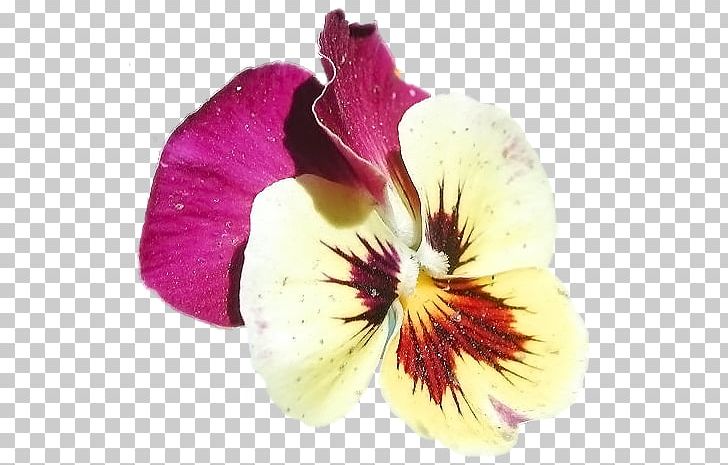 Pansy Violet Moth Orchids Close-up PNG, Clipart, Close Up, Closeup, Flower, Flowering Plant, Herbaceous Plant Free PNG Download