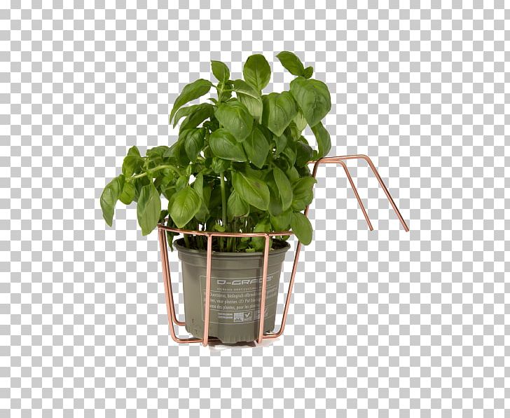 Basil Spring Greens Leaf Vegetable Flowerpot PNG, Clipart, Basil, Flowerpot, Hanging Version, Herb, Leaf Free PNG Download