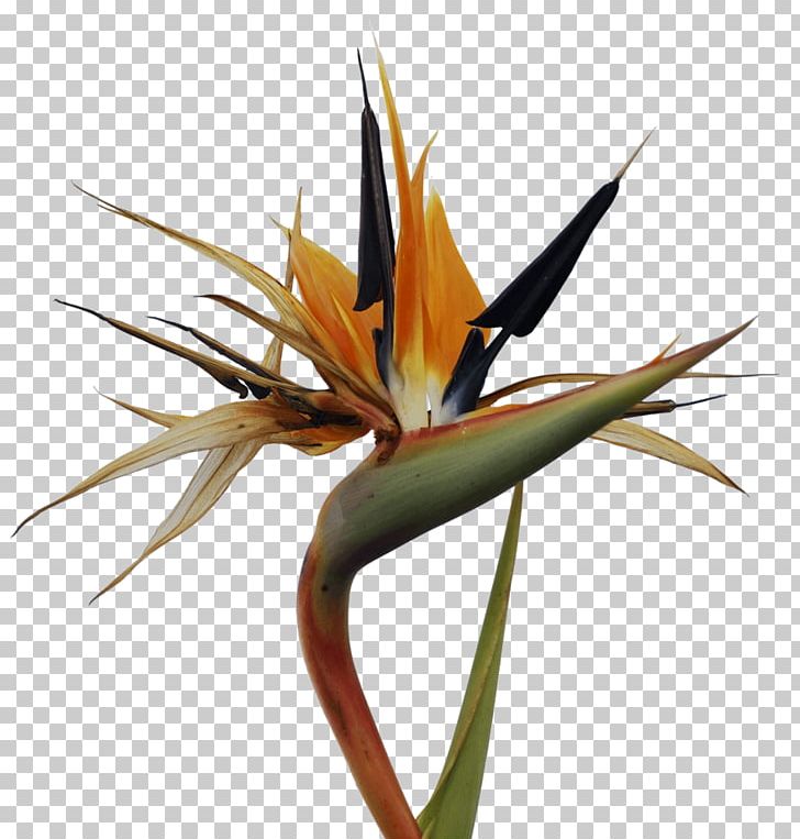 Bird-of-paradise Bird Of Paradise Flower PNG, Clipart, Beak, Bird, Birdofparadise, Bird Of Paradise Flower, Cassowary Free PNG Download