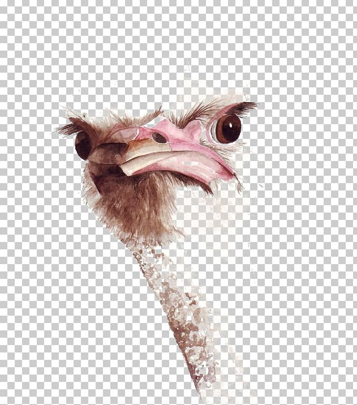Common Ostrich Bird Watercolor Painting Drawing PNG, Clipart, Animal, Art, Basketball Ostrich, Beak, Cartoon Free PNG Download