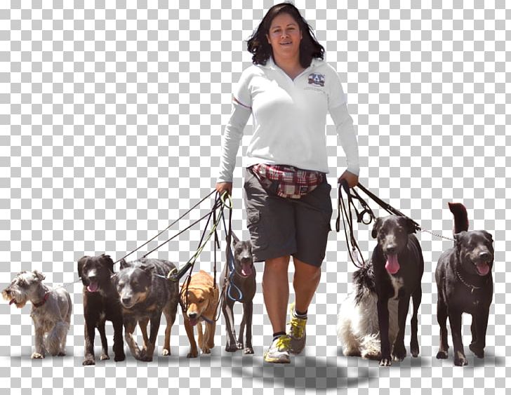 Dog Breed Akita Dog Walking Pet Leash PNG, Clipart, Akita, Akita Dog, Animal Training, Breed, Canine Tooth Free PNG Download