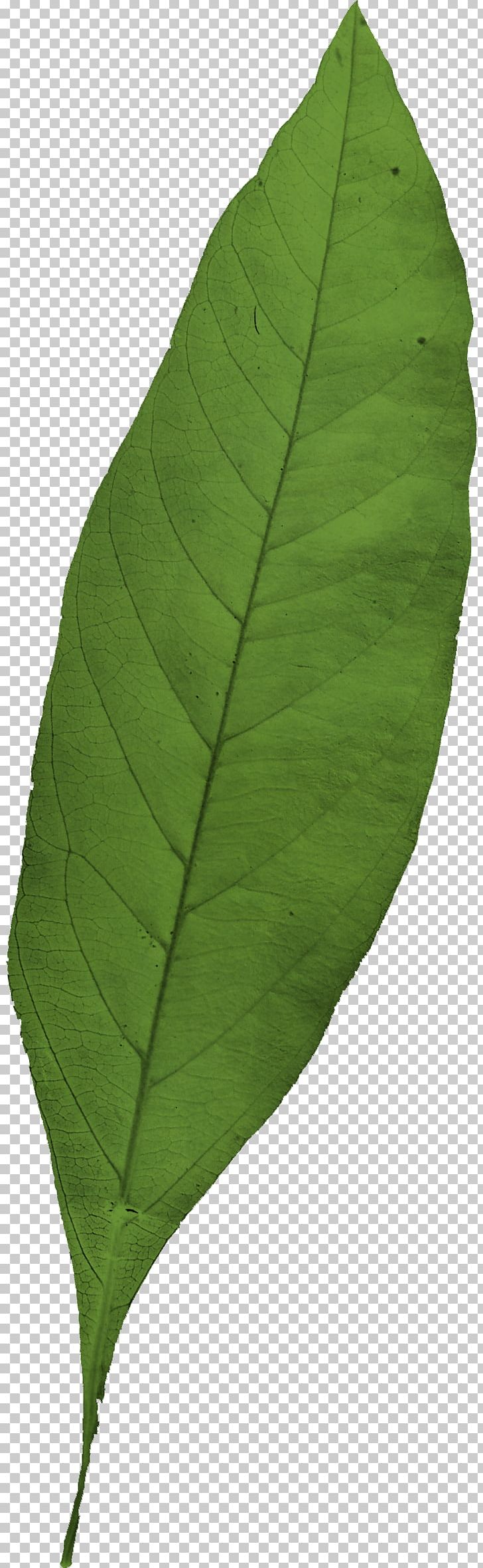Leaf PNG, Clipart, Leaf, List, Plant Free PNG Download