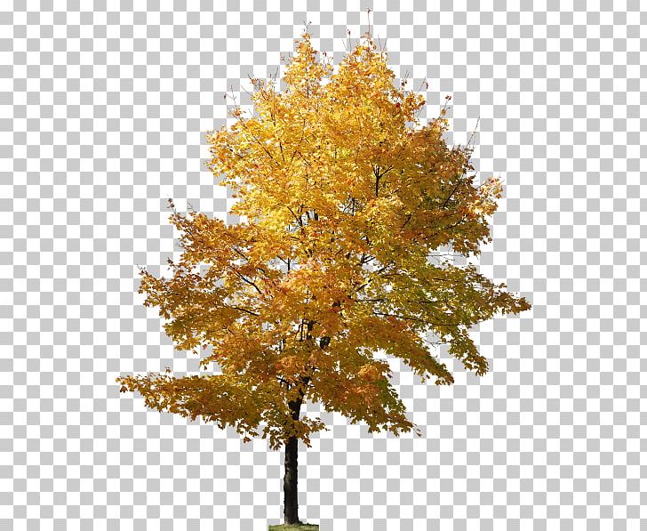 Maidenhair Tree Landscape Architecture Adobe Photoshop PNG, Clipart, Architecture, Branch, Deciduous, Drawing, Graphic Design Free PNG Download