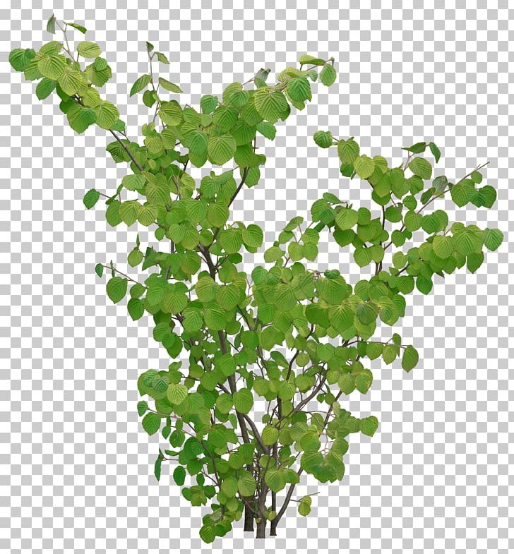Tree Plant Color Model PNG, Clipart, Archive File, Branch, Color, Color Model, Data Compression Free PNG Download