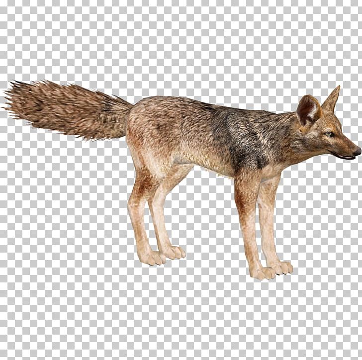 Jackal Wolf Coyote Red Fox Portable Network Graphics PNG, Clipart, Animal, Carnivoran, Copyright, Coyote, Desktop Wallpaper Free PNG Download