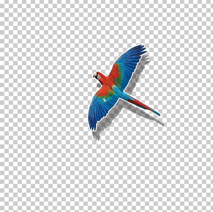 Parrot Bird Flight Macaw PNG, Clipart, Animals, Beak, Bird, Color, Colorful Background Free PNG Download