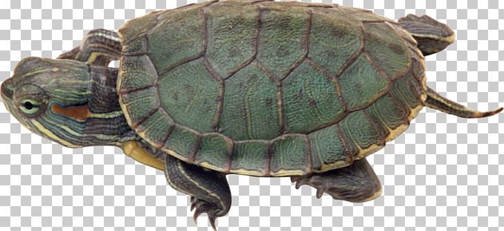 Turtle Reptile Crocodile Red-eared Slider PNG, Clipart, Animal, Animals, Box Turtle, Box Turtles, Chelydridae Free PNG Download
