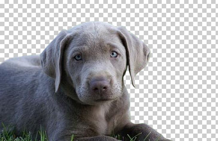 Labrador Retriever Weimaraner Puppy Dog Breed Blue Lacy PNG, Clipart, American Kennel Club, Blue Lacy, Breed, Breeder, California Free PNG Download
