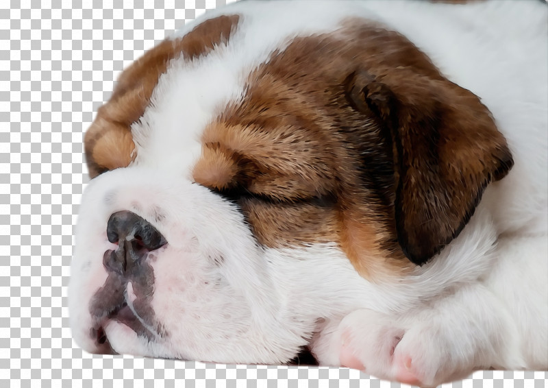 St. Bernard Puppy Snout Companion Dog Breed PNG, Clipart, Breed, Companion Dog, Crossbreed, Dog, Fur Free PNG Download