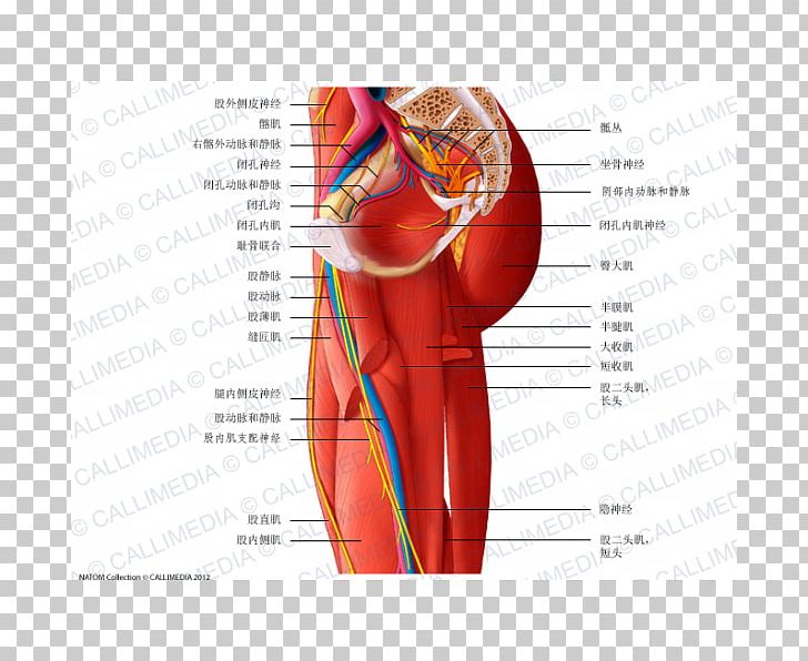 Adductor Muscles Of The Hip Nerve Anatomy PNG, Clipart, Abdomen, Angle, Arm, Blood Vessel, Deep Vein Of The Thigh Free PNG Download