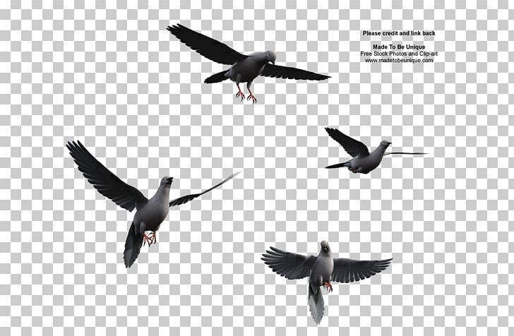 Bird Flight Bird Flight Wing PNG, Clipart, Beak, Bird, Bird Flight, Bird Migration, Clip Art Free PNG Download
