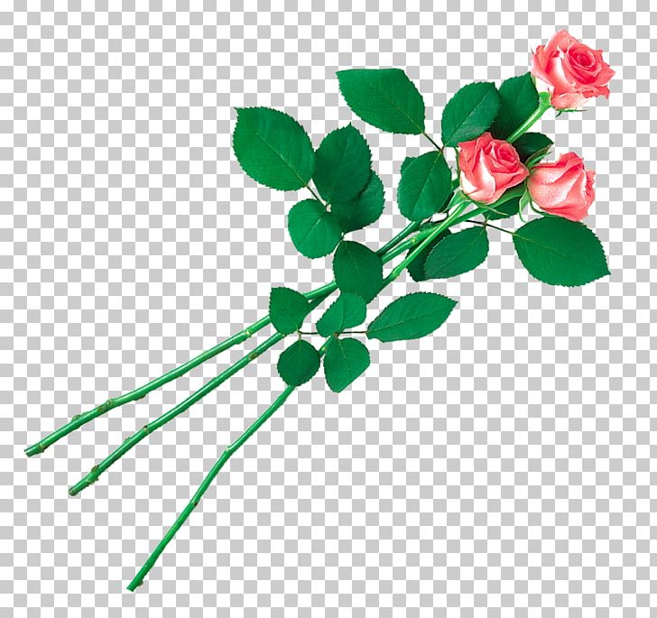 Garden Roses PNG, Clipart, Branch, Color, Cut Flowers, Desktop Wallpaper, Flora Free PNG Download