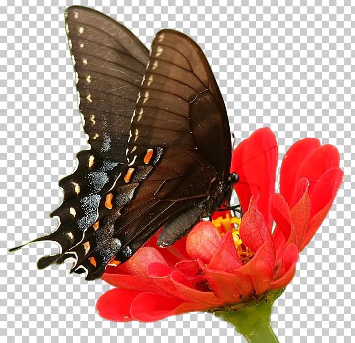 Butterfly Insect Chrysanthemum U8776u604bu82b1 PNG, Clipart, Animal, Arthropod, Butterflies And Moths, Desktop Metaphor, Flower Free PNG Download
