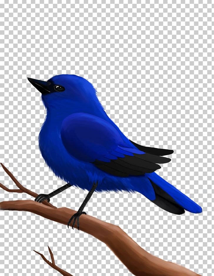 Cobalt Blue Feather Beak PNG, Clipart, Animals, Beak, Bird, Blue, Bluebird Free PNG Download