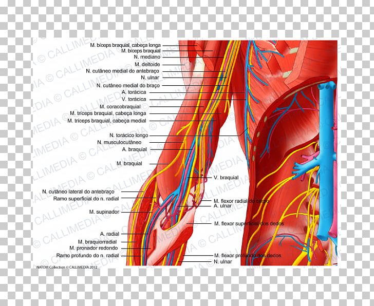 Elbow Nerve Arm Human Body Blood Vessel PNG, Clipart, Anatomy, Arm, Blood Vessel, Coronal Plane, Elbow Free PNG Download