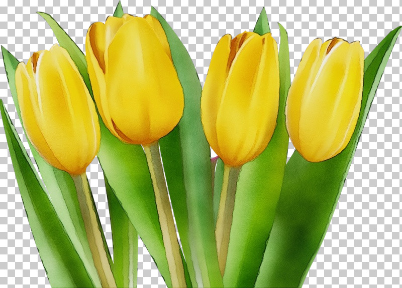 Flower Tulip Yellow Petal Plant PNG, Clipart, Bud, Closeup, Cut Flowers, Flower, Lady Tulip Free PNG Download