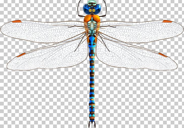 Dragonfly Damselfly Insect Euclidean PNG, Clipart, Arthropod, Blue, Blue Dragonfly, Cartoon Dragonfly, Dragonfly With Flower Free PNG Download