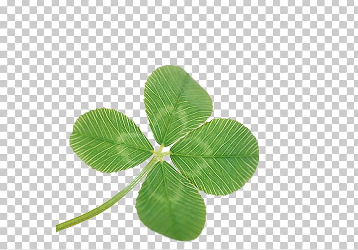 Four-leaf Clover Four-leaf Clover PNG, Clipart, Banana Leaves, Clover, Download, Drawing, Fall Leaves Free PNG Download