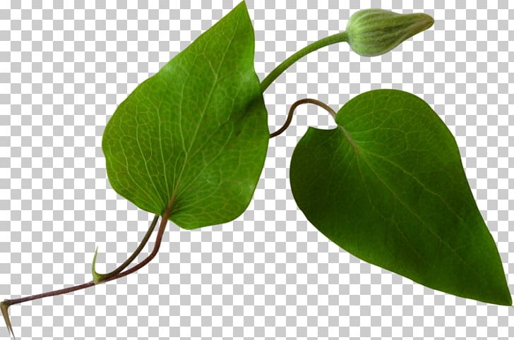 Leaf Computer Icons PNG, Clipart, Branch, Camera, Computer, Computer Icons, Download Free PNG Download
