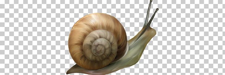 Snails PNG, Clipart, Snails Free PNG Download