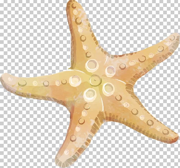 Starfish Echinoderm PNG, Clipart, Animal, Animals, Download, Echinoderm, Invertebrate Free PNG Download
