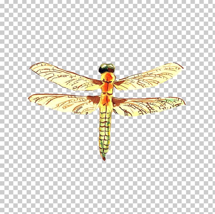 Dragonfly Insect Wing PNG, Clipart, Art, Arthropod, Background Green, Green Apple, Green Tea Free PNG Download