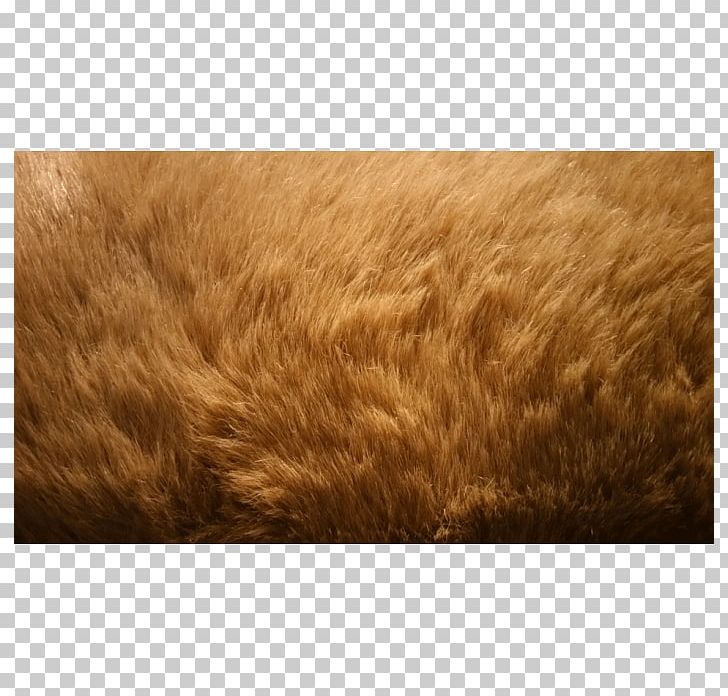 Fur Grasses Family PNG, Clipart, Commodity, Family, Fur, Grain, Grass Free PNG Download