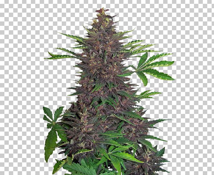 Kush Autoflowering Cannabis Seed Tetrahydrocannabinol PNG, Clipart, Autoflowering Cannabis, Bong, Cannabis, Cannabis Sativa, Cannabis Smoking Free PNG Download