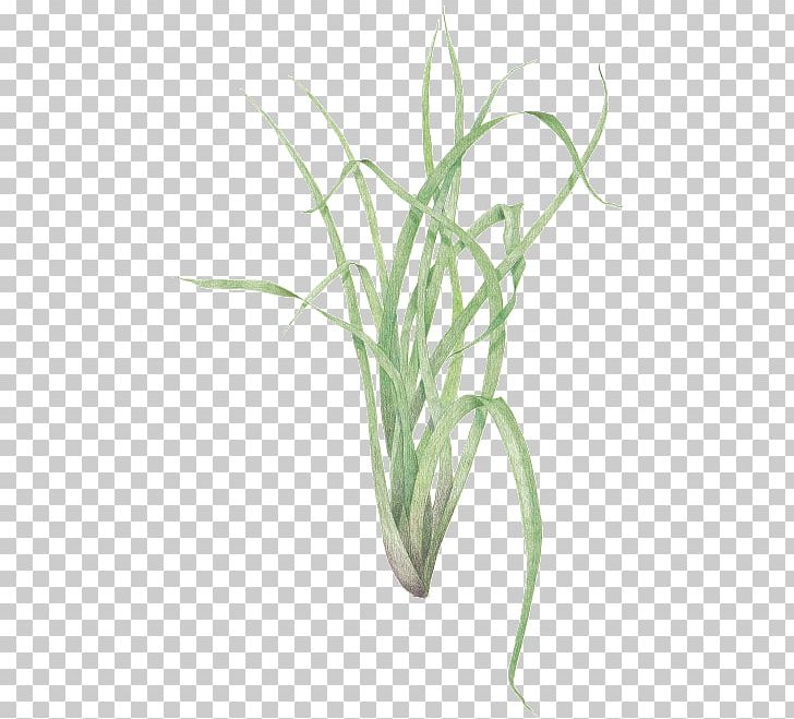 Sweet Grass Cymbopogon Citratus Plant Propagation Herb PNG, Clipart, Aquarium, Aquarium Decor, Botanical Garden, Commodity, Cymbopogon Citratus Free PNG Download