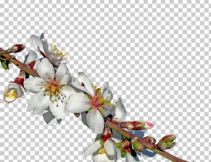 Almond Blossoms Flower Tree PNG, Clipart, Almond, Almond Blossoms, Blossom, Branch, Bud Free PNG Download