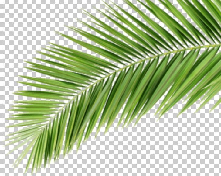 Asian Palmyra Palm Promotional Merchandise Arecaceae Werbemittel Corporate Design PNG, Clipart, Arecaceae, Bora, Borassus Flabellifer, Como, Corporate Design Free PNG Download