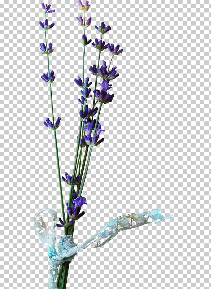 Cut Flowers Blume English Lavender Pinnwand PNG, Clipart, Blume, Blumen, Branch, Chicory, Cicek Free PNG Download
