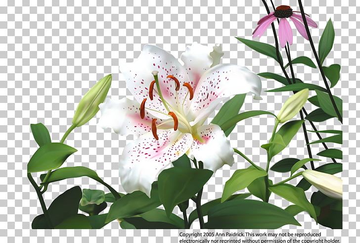 Lilium Flower Drawing PNG, Clipart, Bloom, Blooming, Bud, Computer Font, Computer Icons Free PNG Download