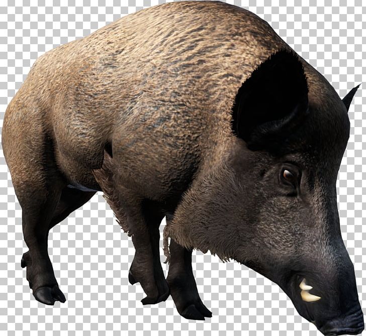 Domestic Pig Peccary Mammal Wildlife DayZ PNG, Clipart, Animal, Boar, Cattle, Cattle Like Mammal, Dayz Free PNG Download