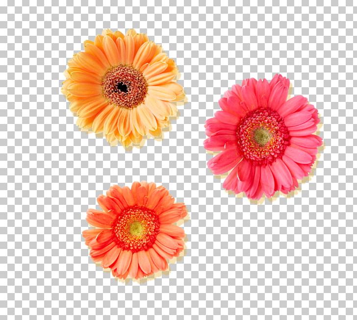 Encapsulated PostScript TIFF PNG, Clipart, Comparazione Di File Grafici, Cut Flowers, Daisy Family, Data, Encapsulated Postscript Free PNG Download