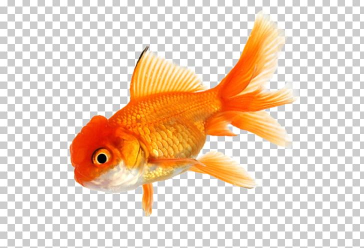 Goldfish Koi Aquarium Tropical Fish PNG, Clipart, Animals, Aquarium, Bony Fish, Common Carp, Computer Icons Free PNG Download