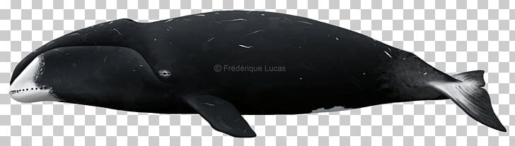 Marine Mammal Technology PNG, Clipart, Animal, Animal Figure, Black, Black M, Bowhead Whale Free PNG Download