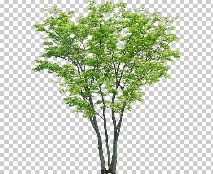 Portable Network Graphics Tree Psd Adobe Photoshop File Format PNG, Clipart, Architectural Rendering, Autocad, Branch, Computer Software, Nature Free PNG Download
