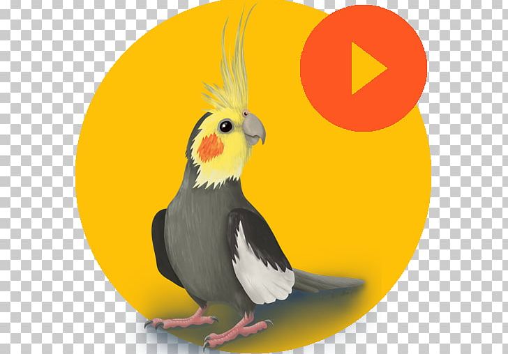 Cockatiel LaluKhet Google Play Android Sound PNG, Clipart, Android, Apk, App, Beak, Bird Free PNG Download