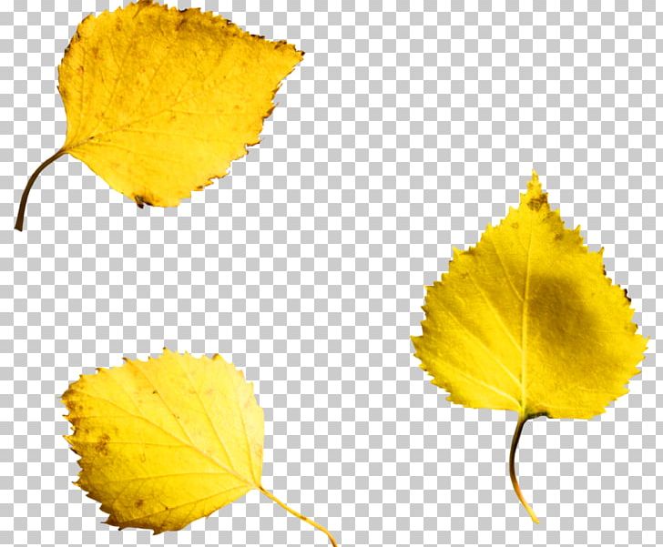 Leaf PNG, Clipart, Leaf, Petal, Time Flies, Yellow Free PNG Download