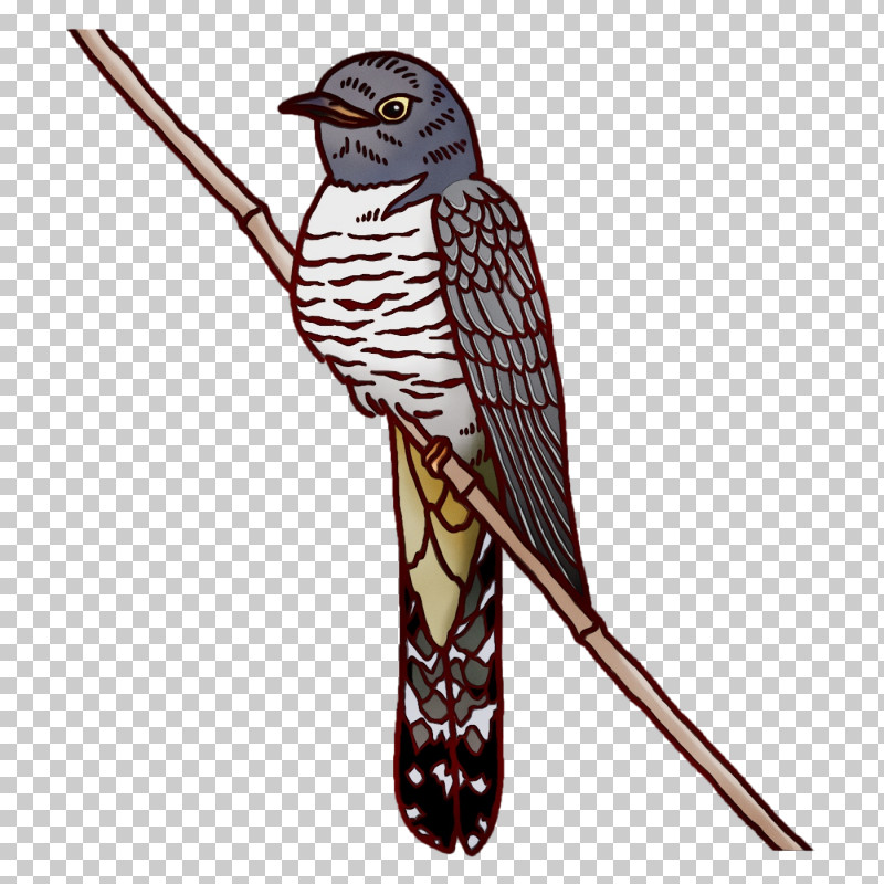 Feather PNG, Clipart, Beak, Costume, Costume Design, Cuckoos, Cuculiformes Free PNG Download