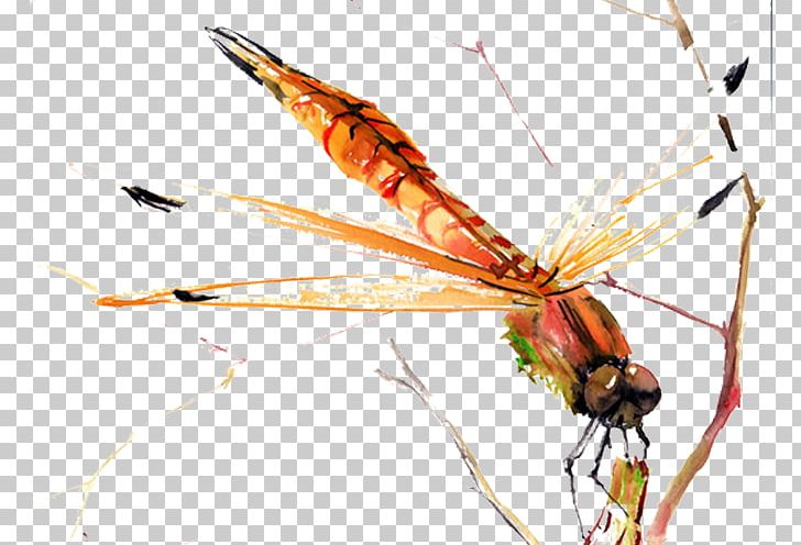 Beetle Dragonfly Yellow PNG, Clipart, Animal, Arthropod, Dragonfly Vector, Encapsulated Postscript, Fly Free PNG Download