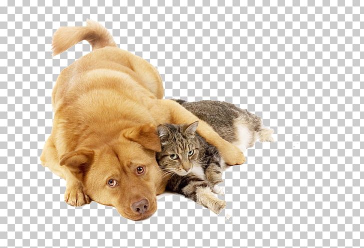 Cat Food Kitten Puppy Dog PNG, Clipart, Alley Cat Rescue, Animal Control And Welfare Service, Animals, Animal Shelter, Carnivoran Free PNG Download