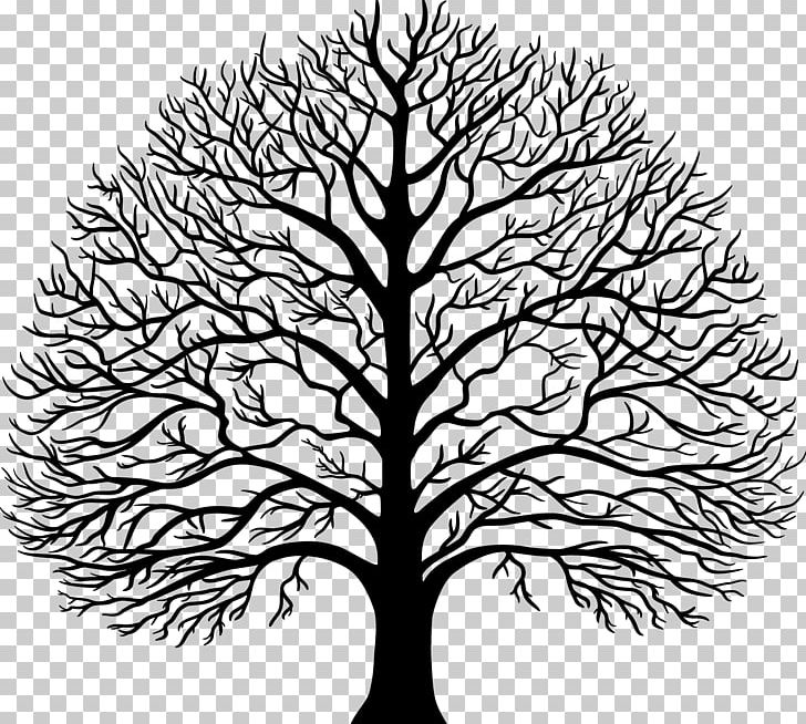 Tree Lindens Woodstock Joinery Ltd Drawing PNG, Clipart, Black And White, Branch, Deciduous, Drawing, Flower Free PNG Download