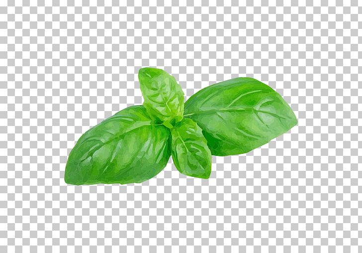 Holy Basil Herb Leaf Portable Network Graphics PNG Clipart