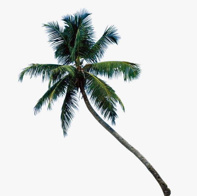 Palm Tree PNG, Clipart, Green, Palm, Palm Clipart, Palm Clipart, Palm Tree Free PNG Download