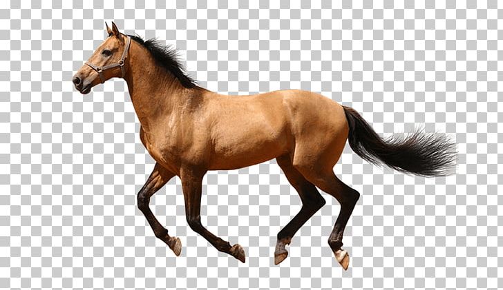 Arabian Horse Equestrian Show Jumping White PNG, Clipart, Animal Figure, Arabian Horse, Black, Bridle, Buckskin Free PNG Download